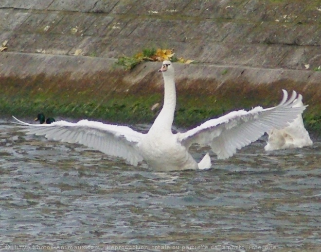 Photo de Cygne