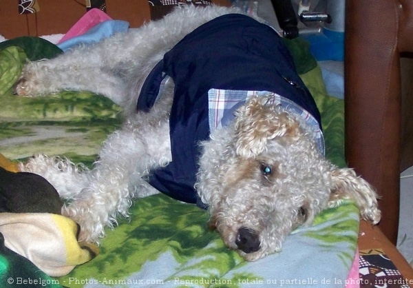 Photo de Fox terrier  poil dur