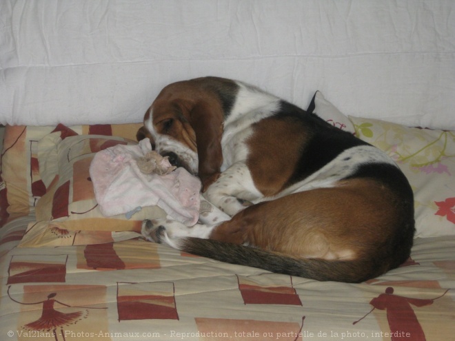 Photo de Basset hound