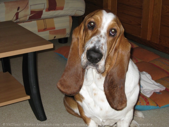 Photo de Basset hound