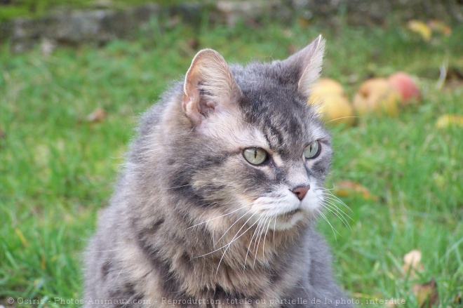 Photo de Chat domestique