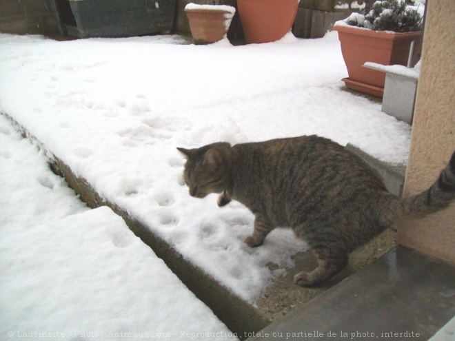 Photo de Chat domestique