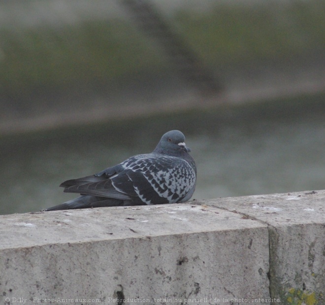 Photo de Pigeon