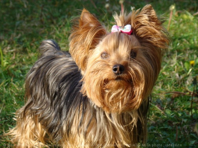 Photo de Yorkshire terrier