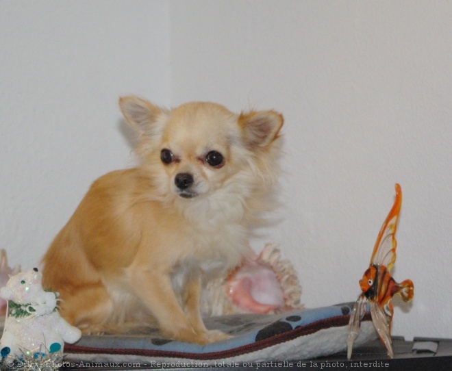 Photo de Chihuahua  poil long