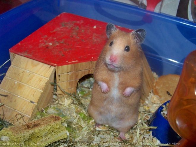 Photo de Hamster