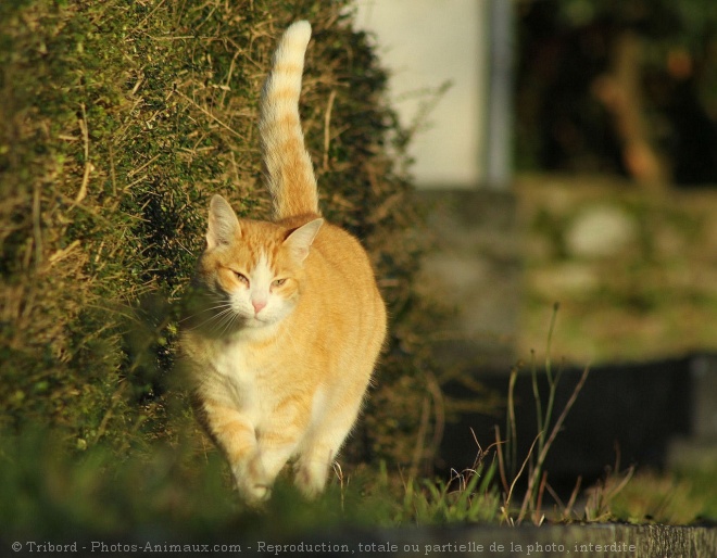 Photo de Chat domestique