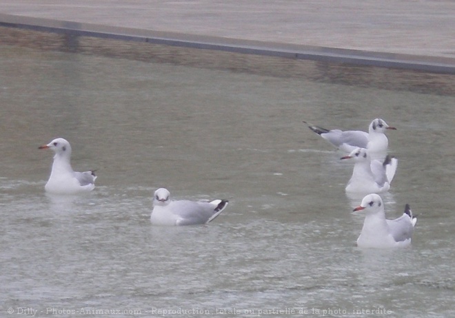 Photo de Mouette