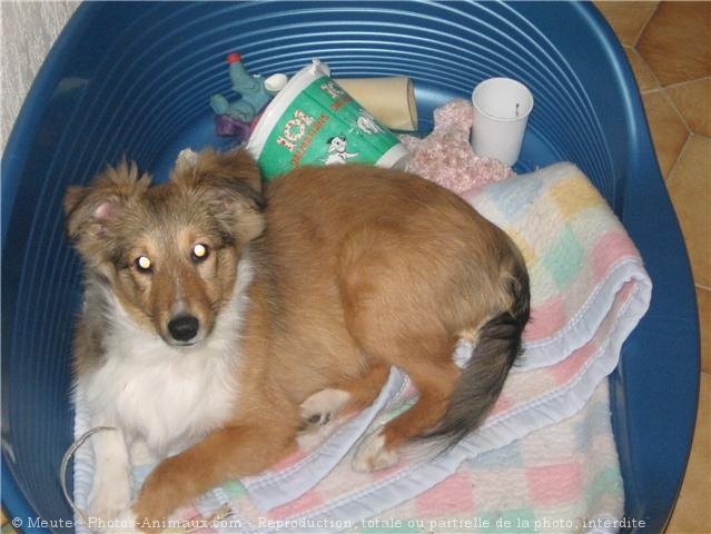 Photo de Chien de berger des shetland