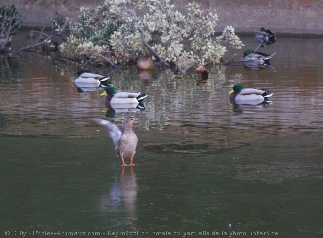 Photo de Canard colvert