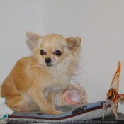 Photo de Chihuahua  poil long