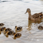 Photo de Canard colvert