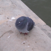 Photo de Pigeon