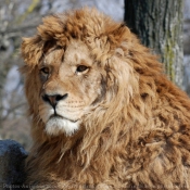 Photo de Lion