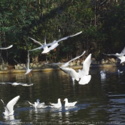 Photo de Mouette