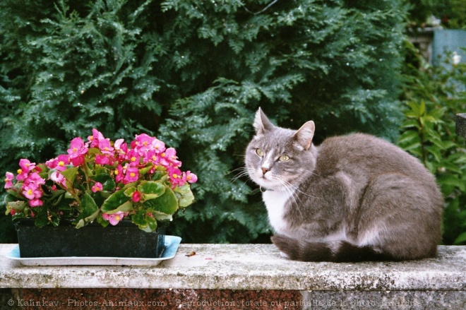 Photo de Chat domestique