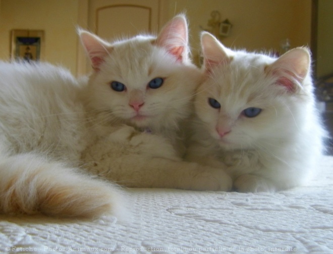 Photo de Ragdoll