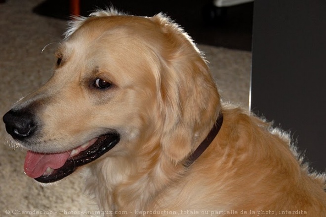 Photo de Golden retriever