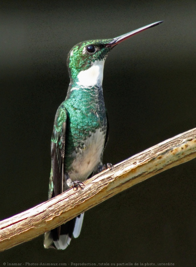 Photo de Colibri