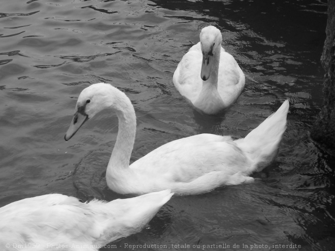 Photo de Cygne