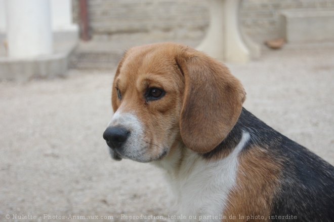 Photo de Beagle