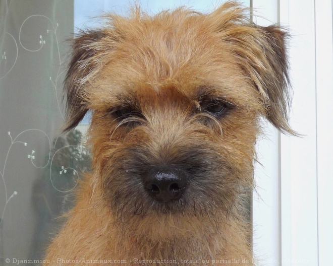 Photo de Border terrier