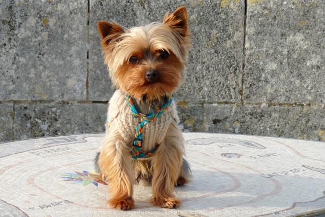 Photo de Yorkshire terrier