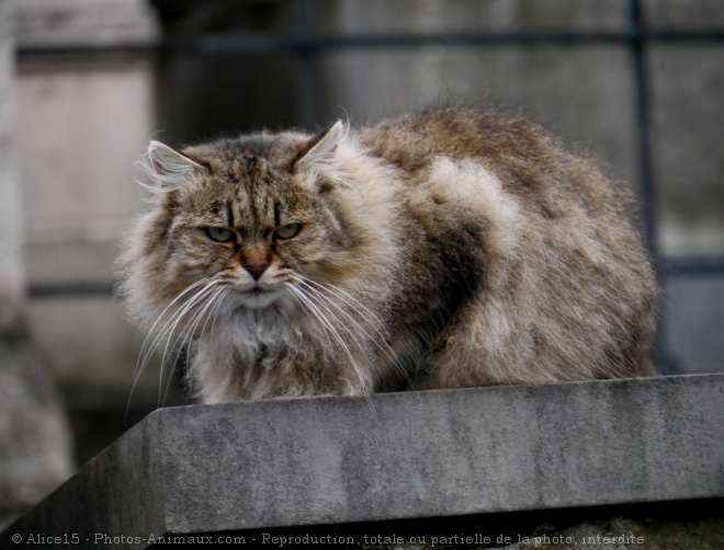 Photo de Chat domestique