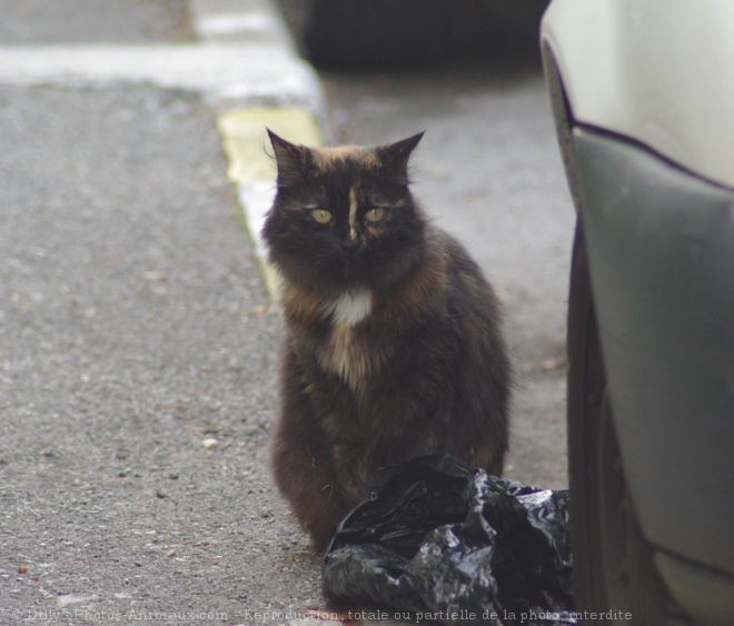 Photo de Chat domestique