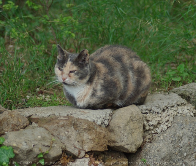 Photo de Chat domestique