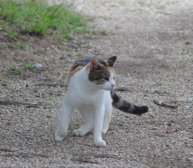 Photo de Chat domestique