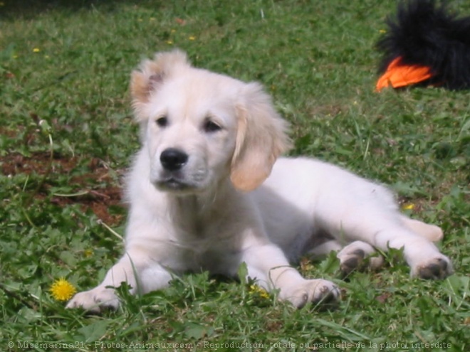 Photo de Golden retriever