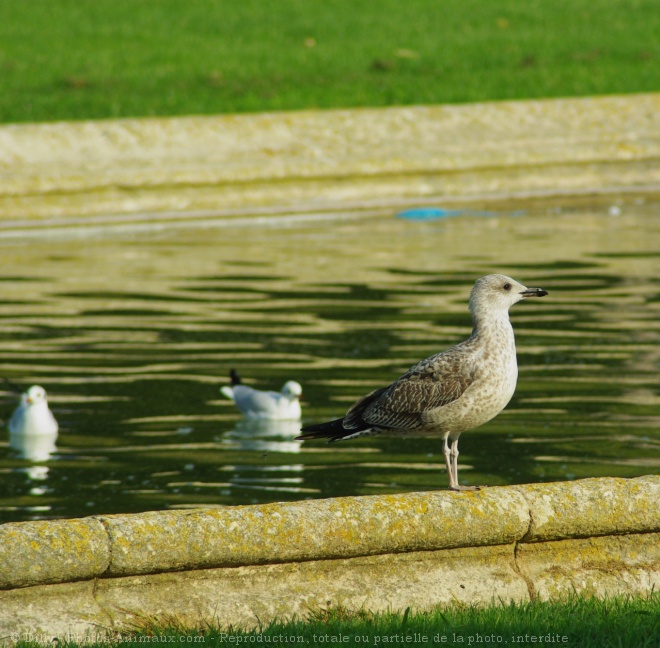 Photo de Mouette