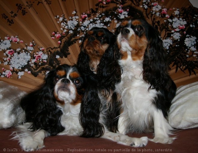 Photo de Cavalier king charles spaniel