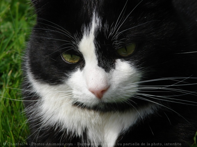 Photo de Chat domestique