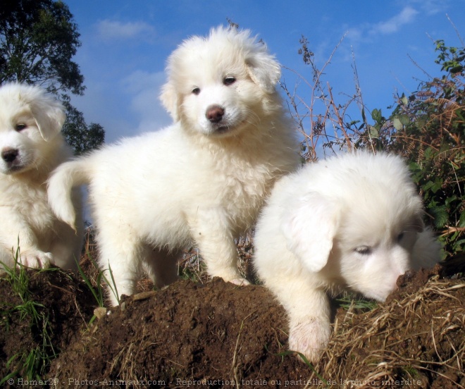 Photo de Chien de montagne des pyrnes