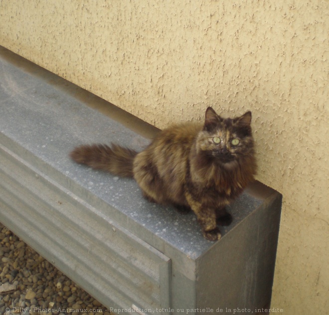 Photo de Chat domestique