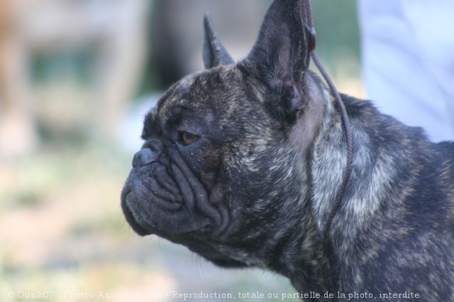 Photo de Bouledogue franais