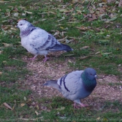 Photo de Pigeon