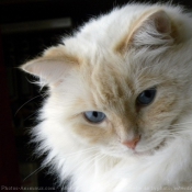 Photo de Ragdoll