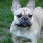 Photo de Bouledogue franais