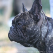 Photo de Bouledogue franais