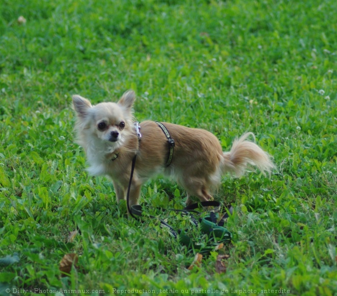 Photo de Chihuahua  poil long