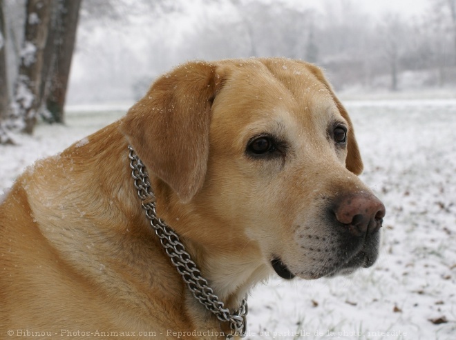 Photo de Labrador retriever