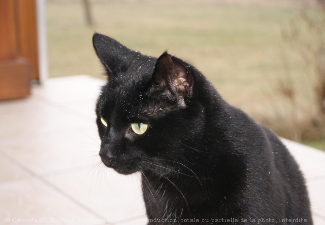 Photo de Chat domestique