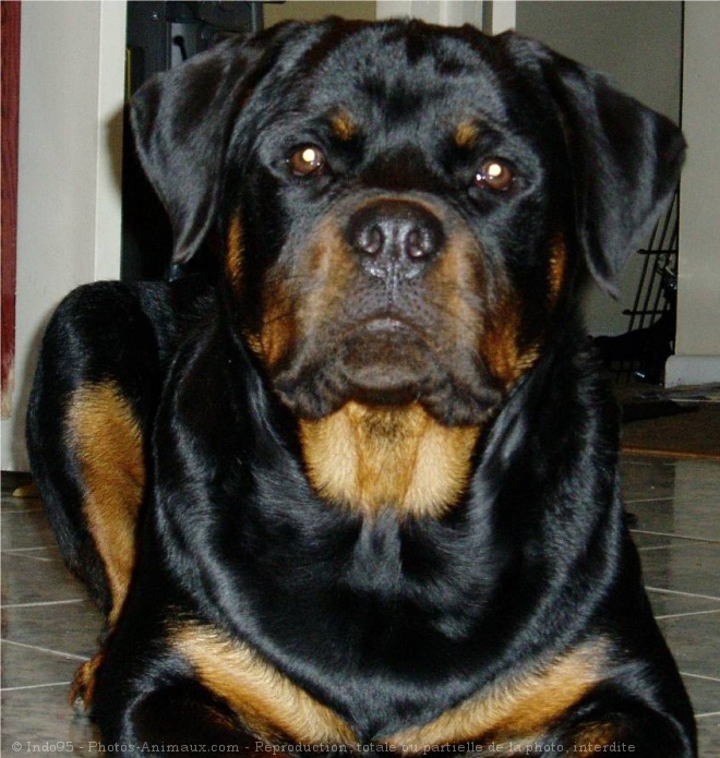 Photo de Rottweiler