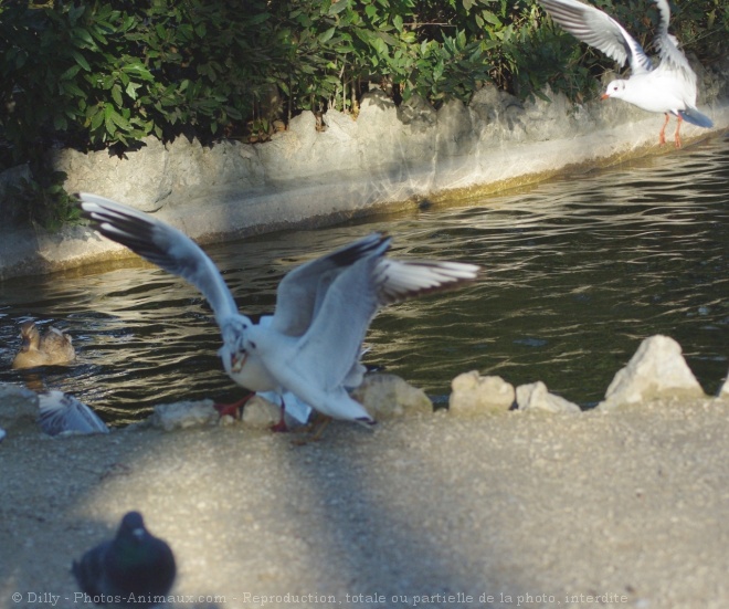 Photo de Mouette