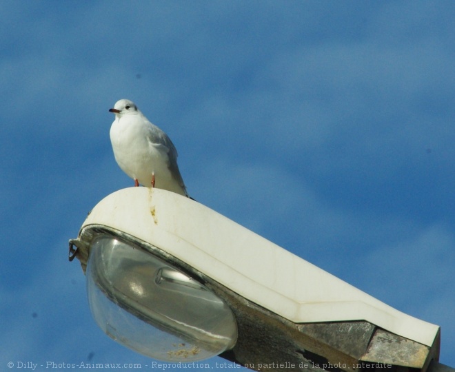 Photo de Mouette