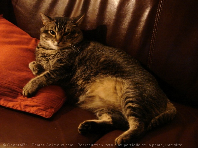 Photo de Chat domestique