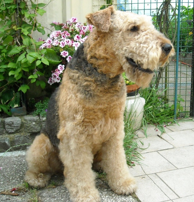 Photo d'Airedale terrier